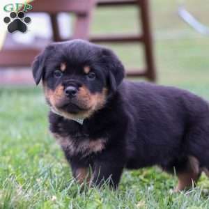 Ryder, Rottweiler Puppy